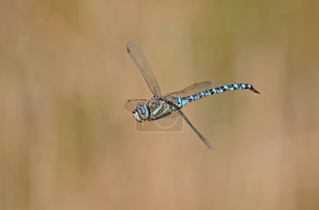 Dragonfly migrant hawker. Aeshna mixta in flight.