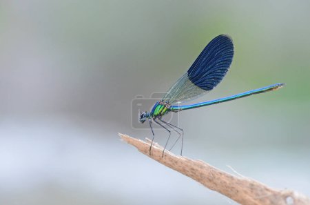 Blue damselfly perched on a leaf. Coleopteres splendens.