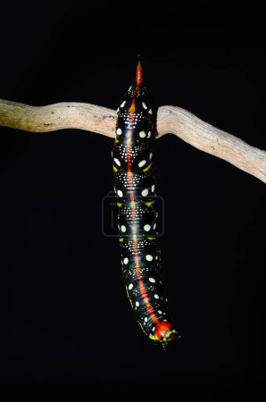 Black coloured caterpillar moving on branch, black background. Spurge Hawk, Hyles Euphorbiae