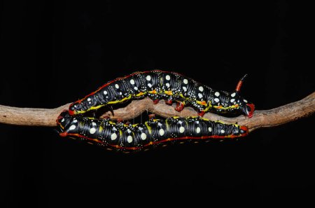 Black coloured caterpillars moving on branch, black background. Spurge Hawk, Hyles Euphorbiae