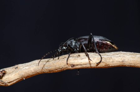 Schwarzes Insekt, das sich auf einem Ast bewegt. Karabus-Coriaceus