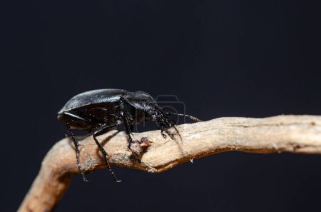 Insecto de color negro moviéndose sobre una rama. Carabus Coriaceus