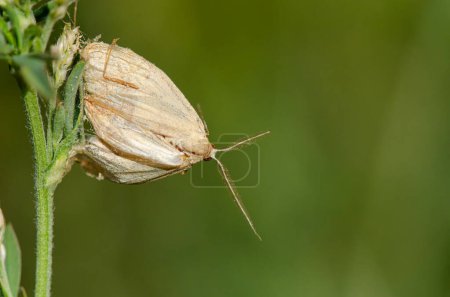 Eine Motte auf einem Pflanzenblatt, grüner Hintergrund.