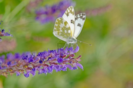 Photo for Beautiful butterfly on purple coloured flower. Eastern Bath White, Pontia edusa - Royalty Free Image