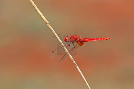 Red dragonfly. Scarlet darter dragonfly. Crocothemis erythraea.