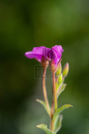 Rosa gefärbte Blume in der Natur. Blüte Weidenröschen, Epilobium hirsutum