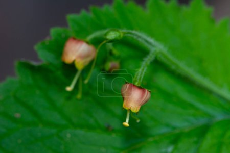 Pflanze mit roten Blüten in der Natur. Skrophularia vernalis