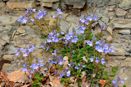 Veronica pectinata blossoms in natural habitat. Medicinal Veronica in full bloom. Blue field flowers.