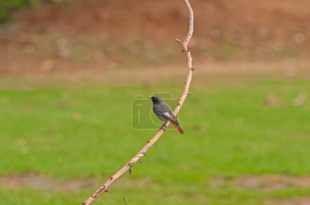 Black Redstart, Phoenicurus ochruros encaramado en una rama. Fondo verde.