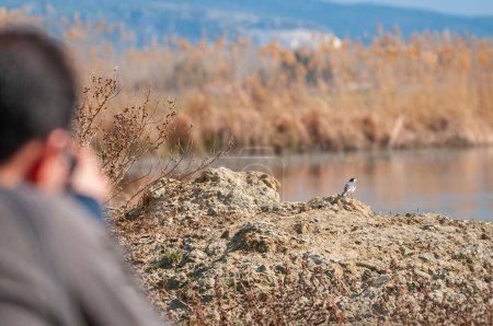 Man photographing White Wagtail, Motacilla alba at the edge of a wetland.