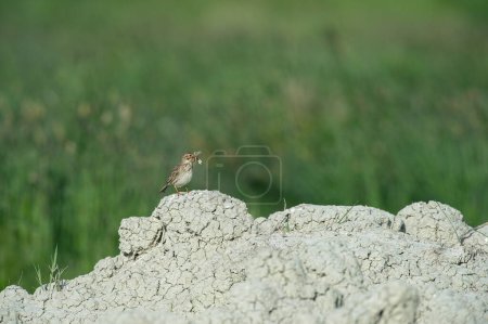 Corn bunting with food in its mouth on a mound of earth, Emberiza calandra.