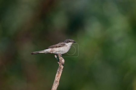 Small bird on dry twigs. Lesser Whitethroat, Sylvia curruca.