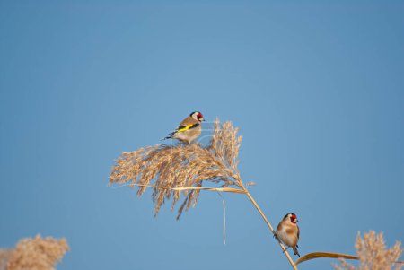 European Goldfinch, Carduelis carduelis, on reed tassels in a wetland.