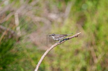 Photo for Eastern Orphean Warbler, Sylvia crassirostris, on a branch. - Royalty Free Image