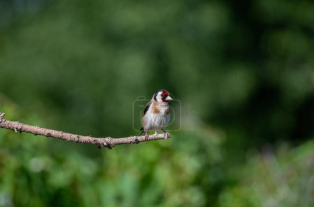 Foto de Un pájaro colorido en una rama. jilguero europeo, Carduelis carduelis. - Imagen libre de derechos