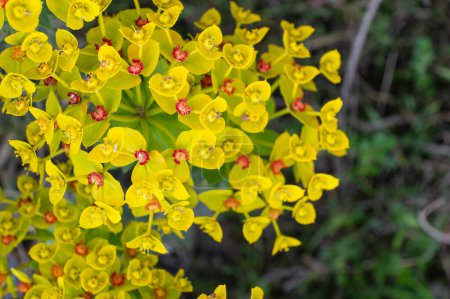 Yellow coloured flowers in nature. Euphorbia flower.