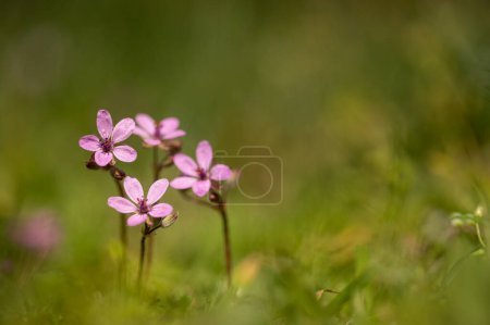 Pink color flowers in spring time. Erodium cicutarium flowers. Wild geranium