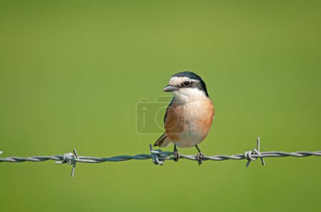 Masked Shrike on a wire, Lanius nubicus. Green background.