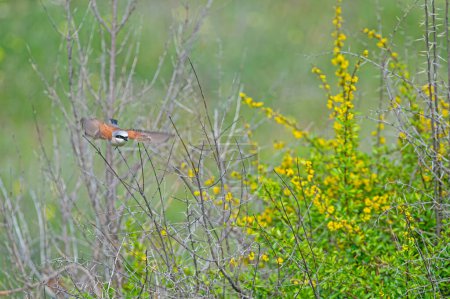 Red backed Shrike, Lanius collurio, flying on branch. Green background.