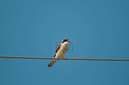 Lesser Gray Shrike, Lanius minor, on electric wire.