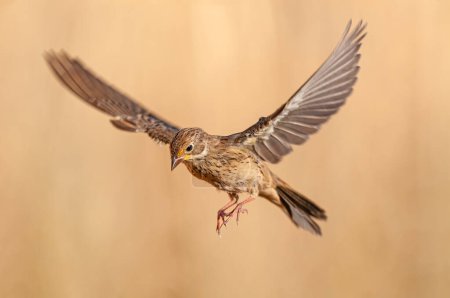 The bird that flies in the air. Female Ortolan Bunting, Emberiza hortulana. Brown background.