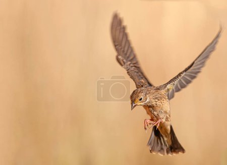 The bird that flies in the air. Female Ortolan Bunting, Emberiza hortulana. Brown background.