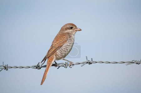 Red backed Shrike on the wire, Lanius collurio.