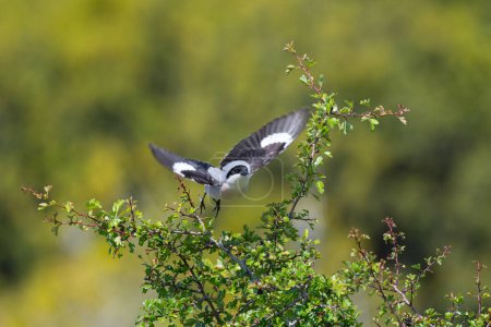 Lesser Gray Shrike, Lanius minor, flying over green leaves in spring.