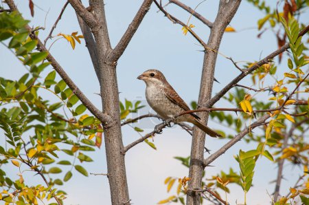 Female Red backed Shrike, Lanius collurio, on the branch of an acacia tree.