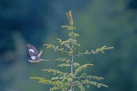 Shrike gris menor, Lanius minor, volando sobre hojas verdes en primavera.