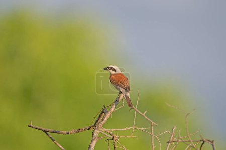 Red backed Shrike, Lanius collurio, on the branch. Yellow background.