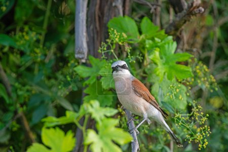 Red backed Shrike, Lanius collurio, on the branch.