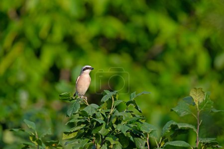 Red backed Shrike, Lanius collurio, on the branch. Green background.