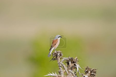 Red backed Shrike, Lanius collurio on dry spiny plant.