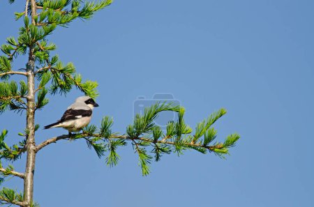 Lesser Gray Shrike, Lanius minor, on tree branch.
