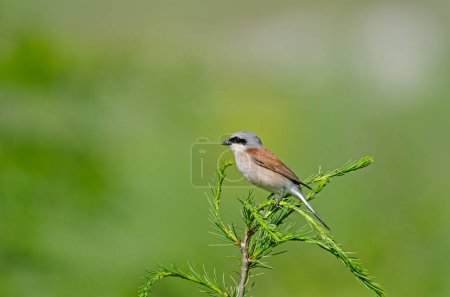 Red backed Shrike, Lanius collurio on tree branch. Green background.
