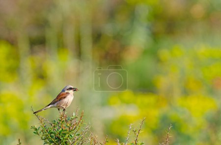 Red backed Shrike, Lanius collurio on spiny plant. yellow background.
