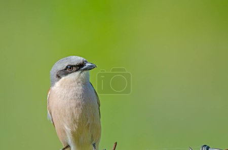 Red-backed Shrike, Lanius collurio on wire. Close-up shot.