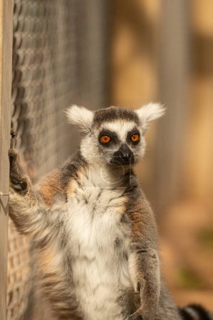 A portrait of a cute and funny lemur. Lemur catta