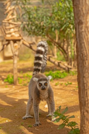 Ein Lemur mit leuchtend orangefarbenen Augen geht auf den Boden. Lemurenkatze