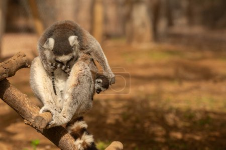 Ein Lemur im Zoo putzt ihr Baby auf dem Arm. Lemurenkatze