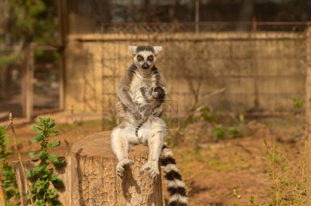 Mumienmaki sitzt auf einem Baumstamm und stillt ihr Baby auf ihrem Schoß. Lemurenkatze