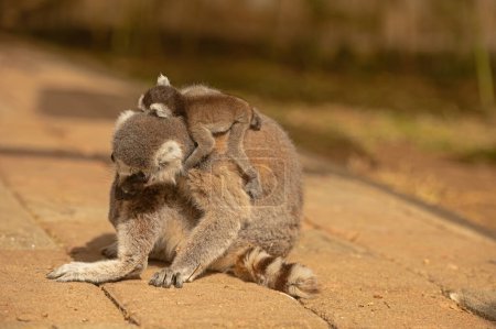 Téléchargez les photos : Bébé lémurien dormant sur le dos de sa mère. Catta lémurien - en image libre de droit