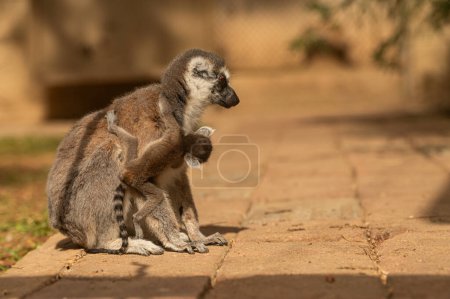 Téléchargez les photos : Bébé lémurien accroché au dos de sa mère. Catta lémurien - en image libre de droit