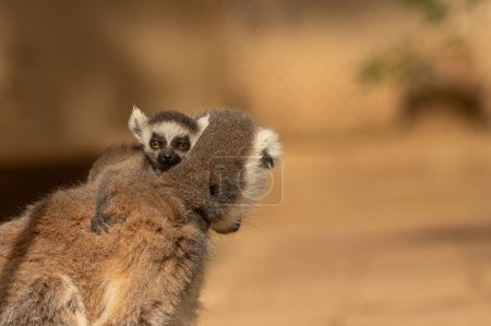 Cute baby lemur hugging his mum's neck, watching the surroundings. Lemur catta