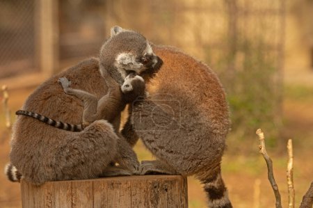 Niedliches Foto von Lemuren auf einem Baumstamm sitzend und Baby-Lemur. Lemurenkatze