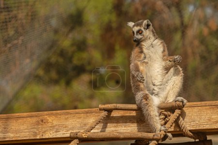 Imagen de un lindo y divertido lémur sentado en un tronco. Lémur catta