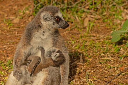 Foto de Mamá lémur amamantando a su bebé. Lémur catta - Imagen libre de derechos