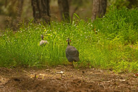 Helmeted guineafowl among the green grasses.