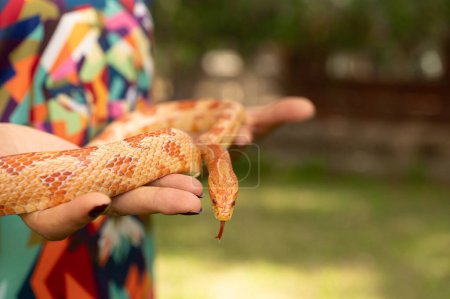 Serpent de maïs rouge dans la main de la femme. Pantherophis guttatus.